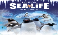 Sealife London Aquarium