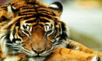 London Zoo